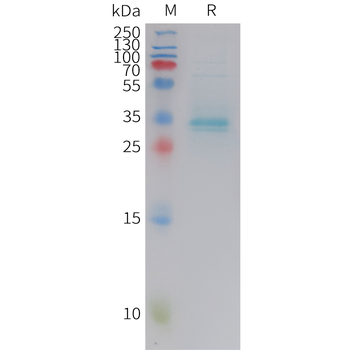 Human CXCL14 Protein