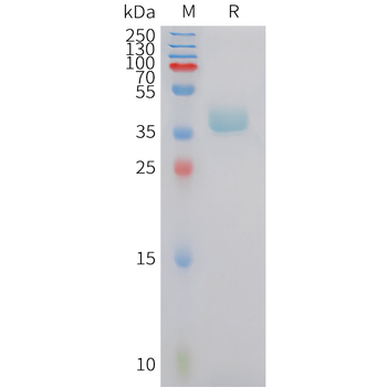 Human IL-22RA2 (C-Fc) Protein