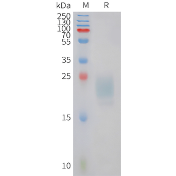 Human FGF-17 Protein