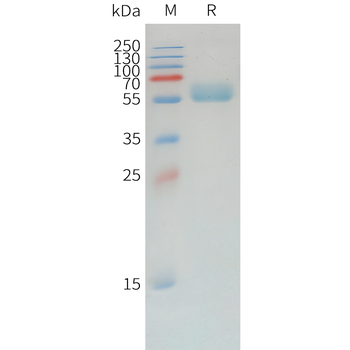 Human pro-Beta NGF Protein