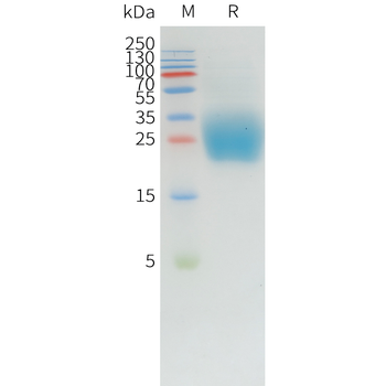Human pro-BDNF Protein