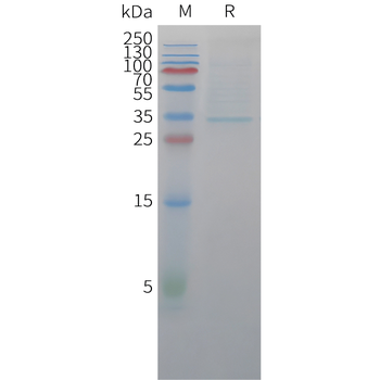 Human IL-20RB (C-Fc) Protein