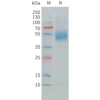 Human proHB-EGF (C-6His) Protein