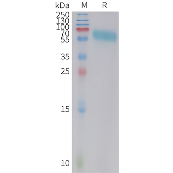 Human OPG (C-Fc) Protein