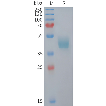 Human CCL1 Protein