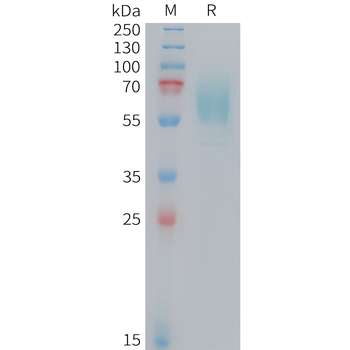 Human IL-7 Protein