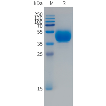 Human IL-37 Protein