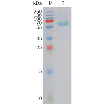 Human G-CSF Protein