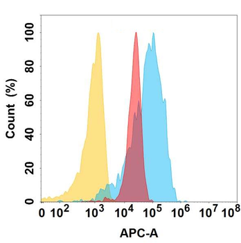 YAP1 Antibody