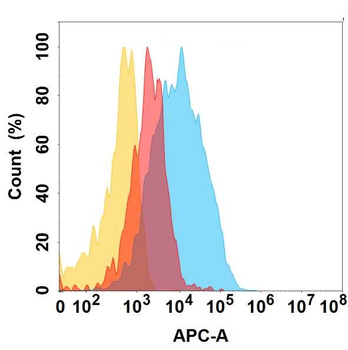 CLU Antibody