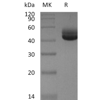 Human p16(44-72) Protein, hFc Tag