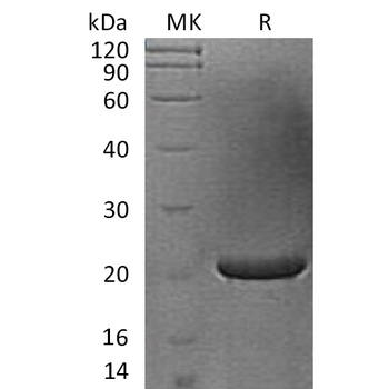 Human ARTN Protein, hFc Tag