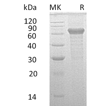 Human CD300LF Protein, hFc Tag