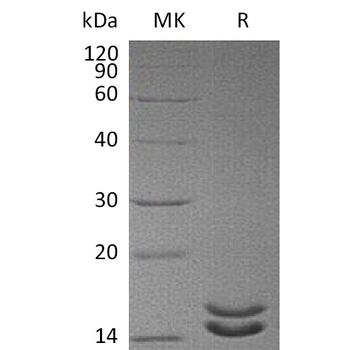 Human GLP1R Protein, hFc Tag