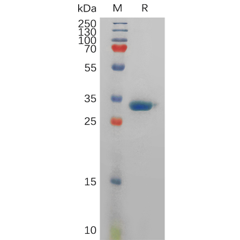 Human CLDN6(138-160) Protein, hFc Tag
