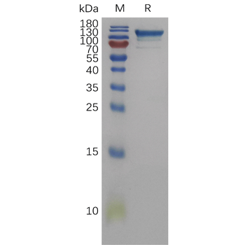 Human CD300LG Protein, His Tag