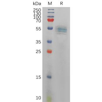 Human CLDN6(29-81) Protein, hFc Tag