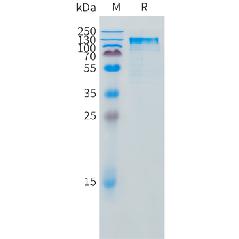 Cynomolgus TIGIT Protein, hFc Tag