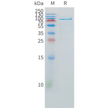 Cynomolgus CD7 Protein, hFc Tag