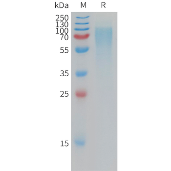 Human MICAa3 Protein, mFc Tag