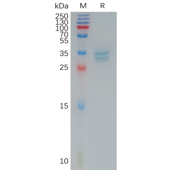 Human FGFR2IIIc Protein, His Tag