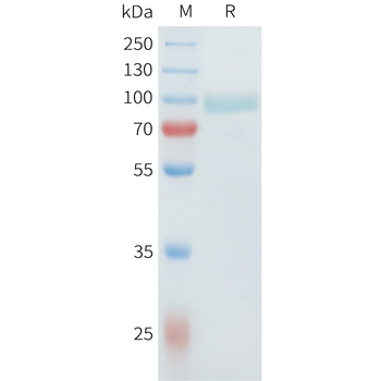 Mouse CGRP Protein, hFc Tag