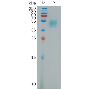 Human LILRA2 Protein, His Tag