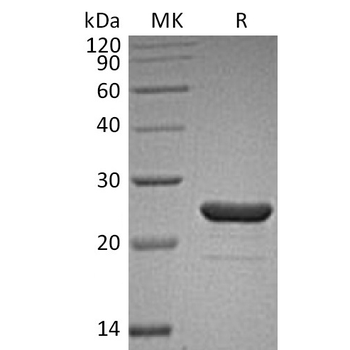 Human SEMA7A Protein, His Tag