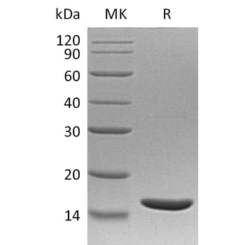 Human PLAT Protein, His Tag