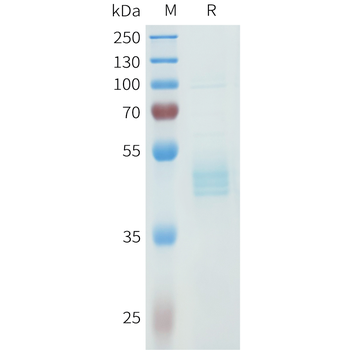 Mouse IL23A Protein, hFc Tag