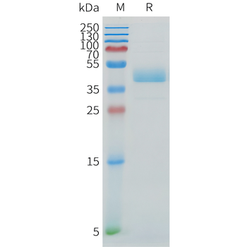 Human FGFR2IIIb Protein, His Tag