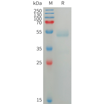 Human CSPG4(1538-2221) Protein, hFc Tag