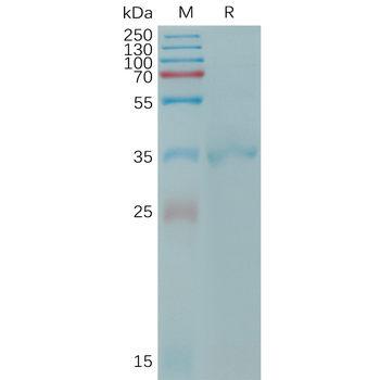 Human CSPG4(1538-2221) Protein, mFc Tag