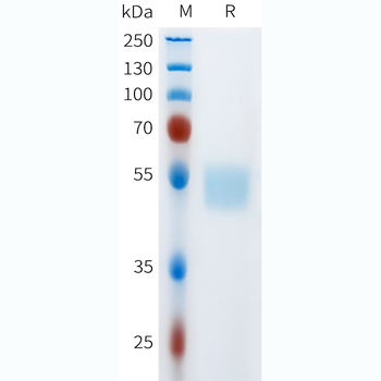 Mouse ACVR2B Protein, hFc Tag