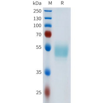 Mouse ACVR2A Protein, hFc Tag