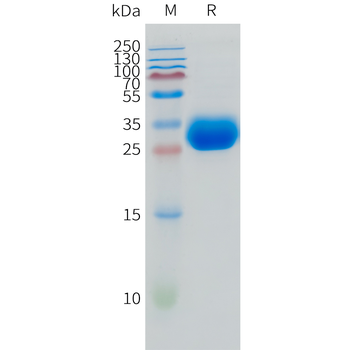 Canine PD-1 Protein, hFc Tag