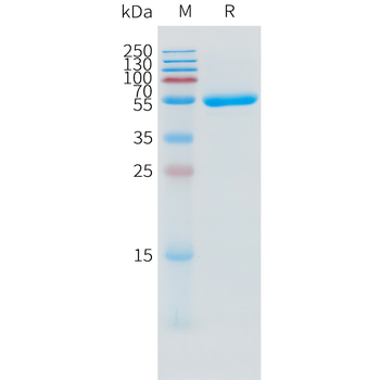 Cynomolgus Her2 Protein, His Tag
