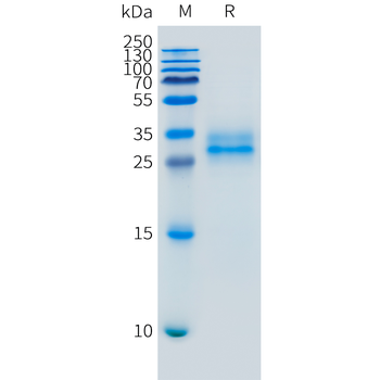 Cynomolgus CD47 Protein, hFc Tag