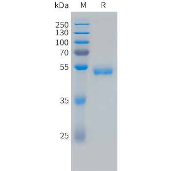 Cynomolgus TIM3 Protein, hFc Tag