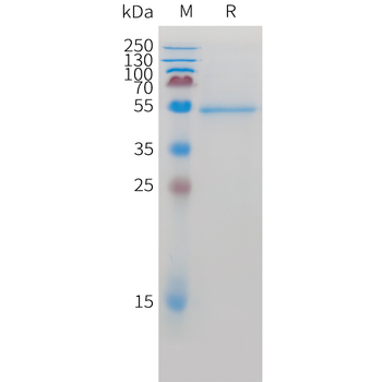 Cynomolgus MICB Protein, His Tag