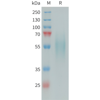 Human MSP1D1 Protein, His Tag