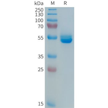 Human B7-H4(25-152) Protein, hFc Tag