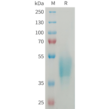 Human CEACAM5(145-239) Protein, hFc Tag
