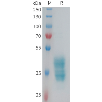 Human CDH17(30-128) Protein, hFc Tag