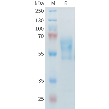 Human ADAMTS13 Protein, Flag Tag