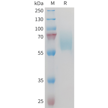 Human HGF(1-728) Protein, hFc Tag