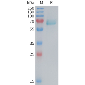 Human SLC44A4 Protein, hFc Tag