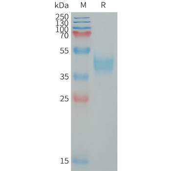 Human IL1R2 Protein, hFc Tag