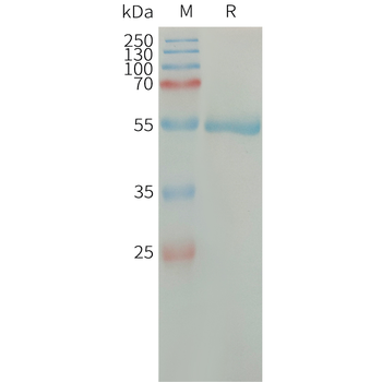 Human IGF2 Protein, hFc Tag