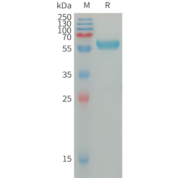 Human LAIR2 Protein, hFc Tag